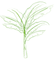 ICONOS LAPIZ_palmera ICONOS LAPIZ_palmera