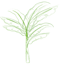 ICONOS LAPIZ_palmera